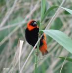 Southern-red Bishop