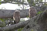 Spotted Eagle-owl