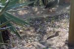 Natal Spurfowl Natalse Fisant