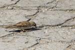 House Sparrow