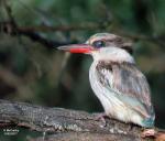 Striped Kingfisher