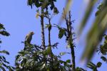 Thick-billed Weaver Female