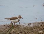 Three Banded Plover