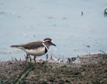 Three Banded Plover  