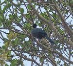 Purple-crested TuracoBloukuifloerie