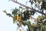 Village Weaver