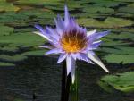 Waterlily