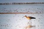 Eurasian Whimbrel 