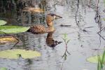 White-backed Duck