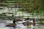 White-faced Whistling Duck