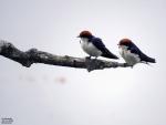 Wire - tailed Swallow