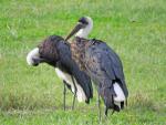 Woolly-necked Stork