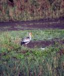 Yellow Billed Stork