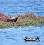 Red-knobbed Coot