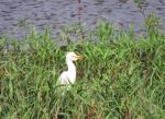 Yellow-billed Egret