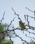 Yellow-fronted Canary