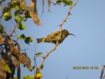 Marico Sunbird (Female)