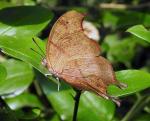 Club-tailed Charaxes 