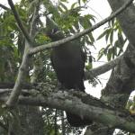 Livingstone's Turaco
