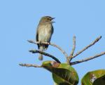 African Dusky Flycatcher 