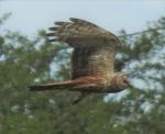 African Marsh Harrier