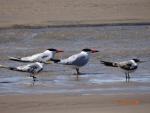 Caspian Tern