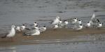 Common Tern