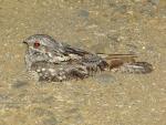 Eurasian Nightjar