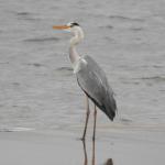 Grey Heron 