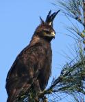 Long Crested Eagle