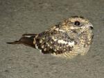 Mozambique Nightjar 