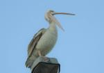 Pink-backed Pelican 