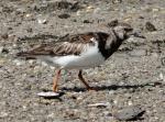 Ruddy Turnstone