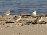White-fronted Plover 
