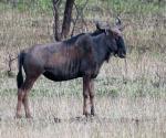  Blue Wildebeest