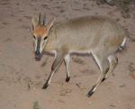 Common Duiker