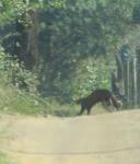 Common Slender Mongoose 