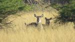 Common Waterbuck