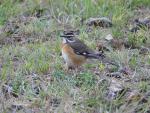 White-browed Scrub-Robin