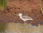 Common Greenshank
