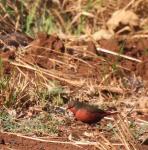 African Firefinch