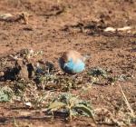 Blue Waxbill