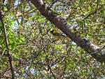 Black-headed Oriole