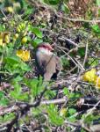 Common Waxbill