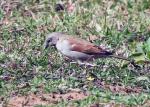 Southern Grey-headed Sparrow