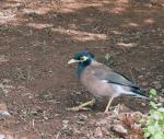 Common Myna