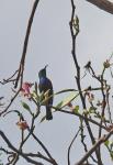 Purple banded Sunbird