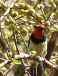 Black-Collared Barbet