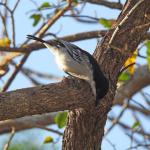 Black backed Puffback