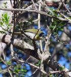 Yellow Breasted Appalls